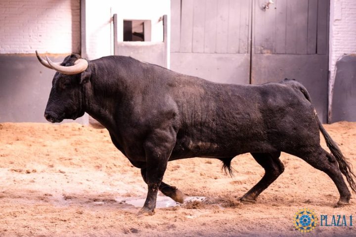 Galapagueño, sexto de la tarde, para Fortes .jpg