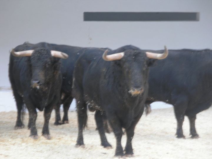 jandillas fallas 2018.jpg