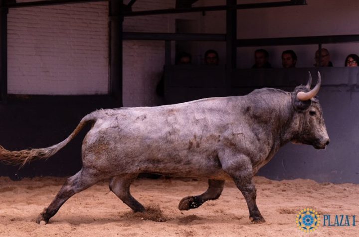 Mucamo, tercero de la tarde, para Fortes. .jpg