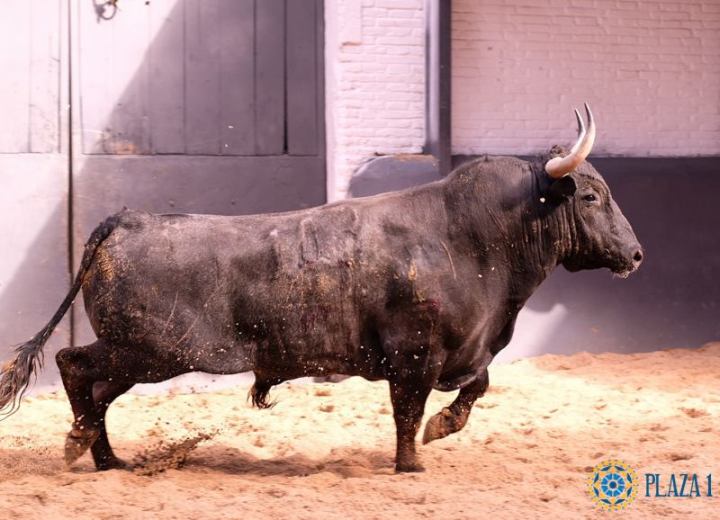 Paquetillo, 5º de la tarde, para Pepe Moral .jpg