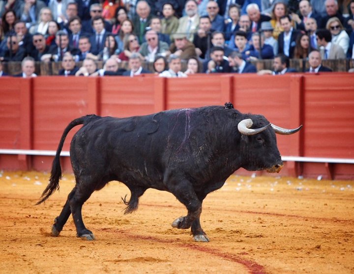 orgullito 35 garcigrande