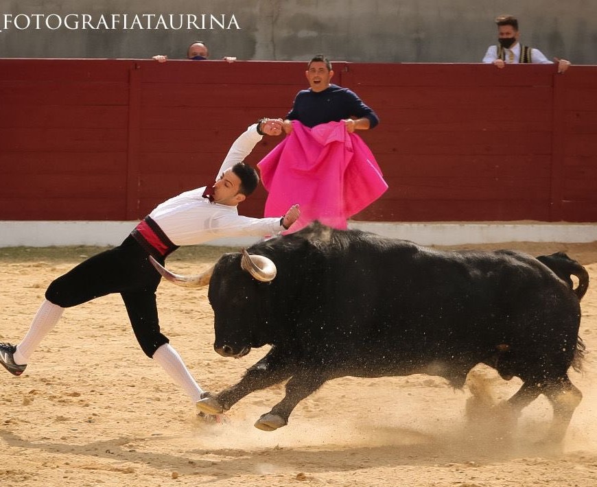 El Peta toro Dominguez Camacho